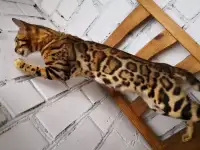 Бенгальские котята разного возраста и окраса, фотография 4