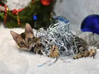 Маленькие бенгальские котята: мальчик, фотография 3