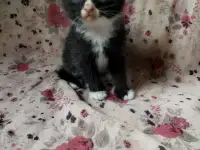 Котята даром, фотография 3