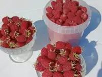 Свежая крупная малина с доставкой к вашему дому, фотография 2