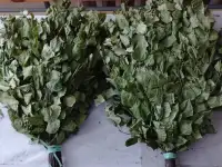 Веники для бани и сауны сушка в тени обсолютно зелёные