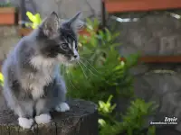 Мейн-кун  котёнок  мальчик, фотография 3
