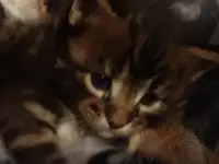 Мейн - кун, фотография 4
