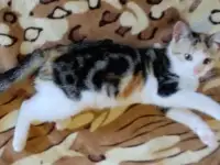 Котёнок ищет дом!, фотография 6