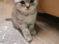 Котята, фотография 12