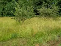 Дом у озера в Новом Селе! Кирпичный дом, 25 соток  баня на берегу. Косули приходят к порогу!, фотография 11