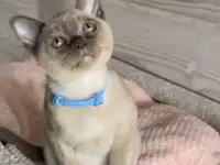 Котята Европейской бурмы, фотография 6