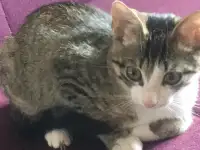 КОШКА ТИФФАНИ В ДАР! СРОЧНО! ГРОЗИТ УЛИЦА! СОС!