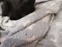 Черные котята в дар, фотография 2