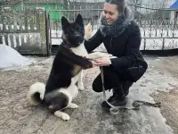 Продажа щенков американской акиты, фотография 4