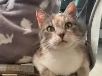 Отдам кошечку в хорошие руки, фотография 2
