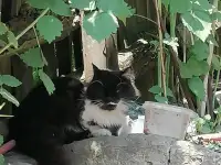 Отдам кошечку в хорошие руки бесплатно, фотография 3