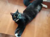 Черная кошка Санта ищет семью!, фотография 5
