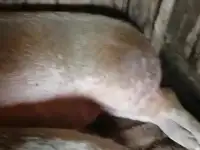 Боров живым весом 350+,, фотография 3