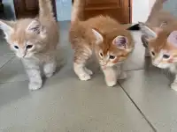 Котята, фотография 6