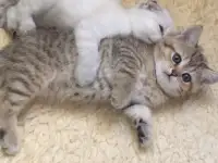 Домашние животные, фотография 4