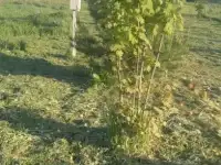 Земельный участок в д.Галимц, фотография 6
