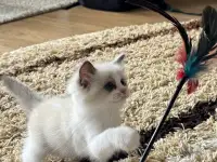 Котята рэгдолл  мальчики, фотография 6