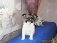 чихуахуа мальчик, фотография 5