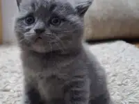 Британские короткошерстные котята, фотография 6
