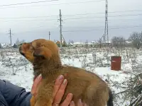Щенки, фотография 5