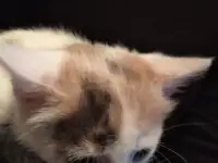Отдам в хорошие руки трехцветную кошечку полтора, фотография 3