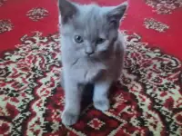 Британские кошечки, фотография 3