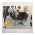 Груминг, стрижка собак, котов, фотография 6