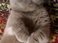 Кошка шотландская вислоухая, фотография 2