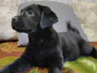 Щенки лабрадора из питомника MercuryPuppy, фотография 5