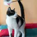 Котенок в дар, фотография 6