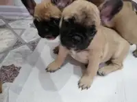 Французский бульдог, фотография 4