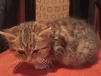 Отдам котенка в хорошие руки, фотография 9