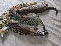 Бенгальские котята, фотография 6