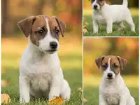 Щенки Джек Рассел из питомника, фотография 2