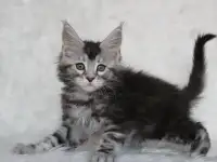 Кошечка породы мейн-кун., фотография 4