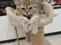 Шотландские котята, фотография 9
