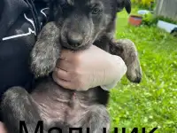 Щенок ищет семью, фотография 6
