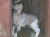 Домашние козлики, фотография 2