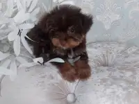 Йоркширский терьер