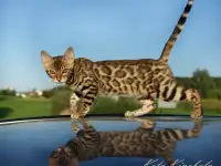 БЕНГАЛЬСКИЕ КЛУБНЫЕ КОТЯТА, фотография 7