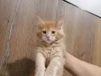 Продам котят породы мей-кун, фотография 5