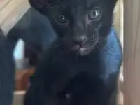 Ориентальные котята к продаже, фотография 4