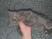 Продажа котят, фотография 10