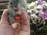 Хомячки джунгарики, фотография 2
