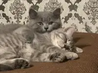 Шотландские котята, фотография 1