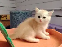 Шотландские котята. Мальчик., фотография 2