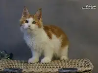 Мейн-кун  мальчик, фотография 10
