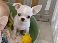 Чихуахуа