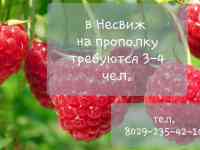 Требуются на подработку